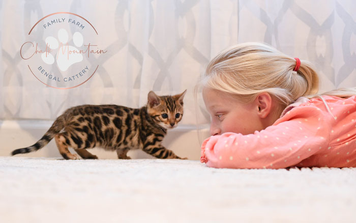 Bengal kitten for sale
